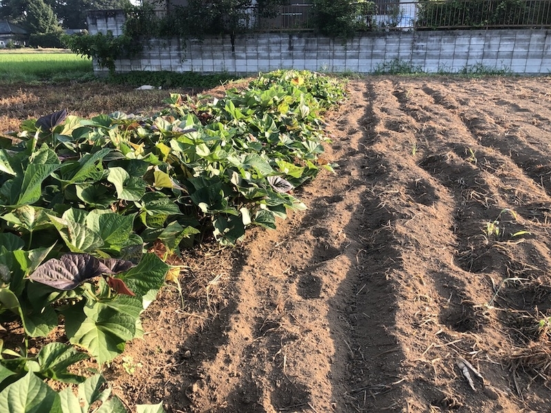 f:id:sk6960:20200820075801j:plain