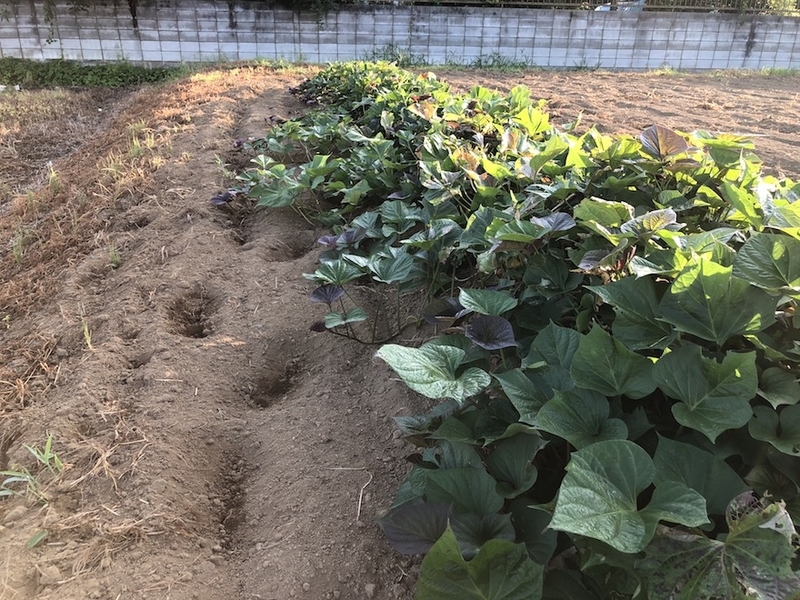 f:id:sk6960:20200820075806j:plain