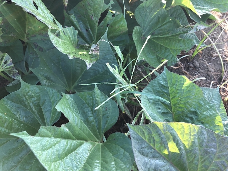 f:id:sk6960:20200820075810j:plain