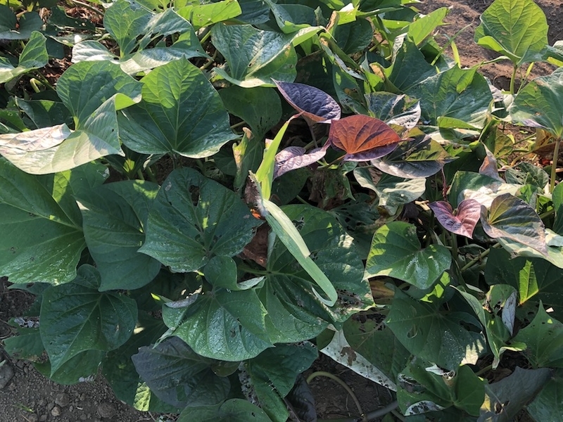 f:id:sk6960:20200820075814j:plain