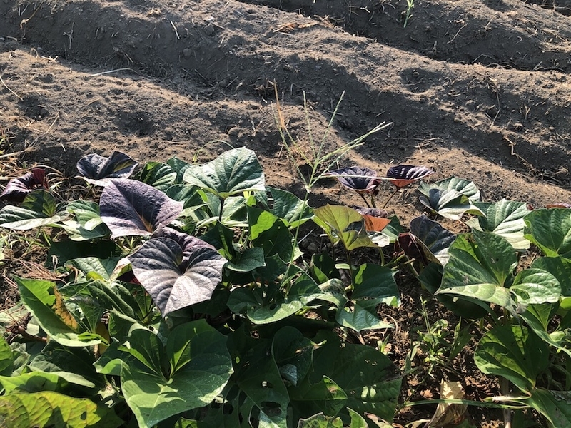 f:id:sk6960:20200820075817j:plain