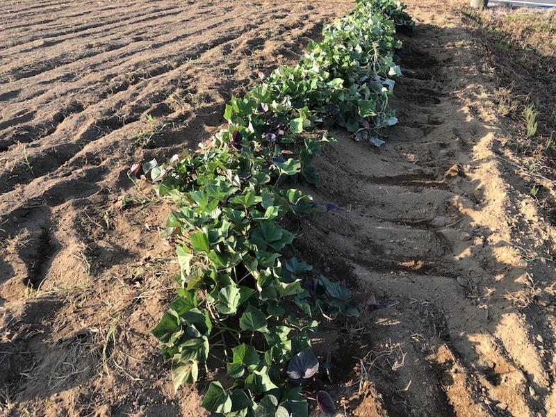 f:id:sk6960:20200820075821j:plain