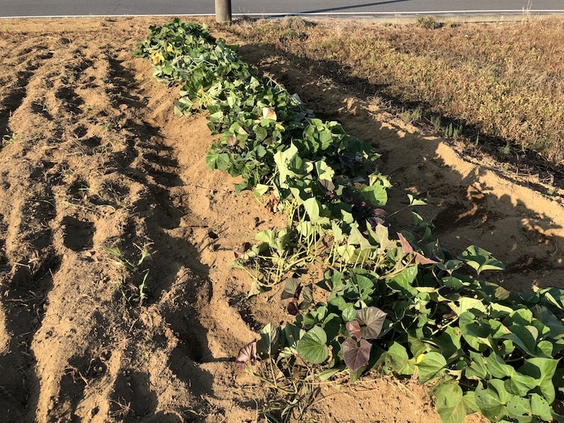 f:id:sk6960:20200820075825j:plain