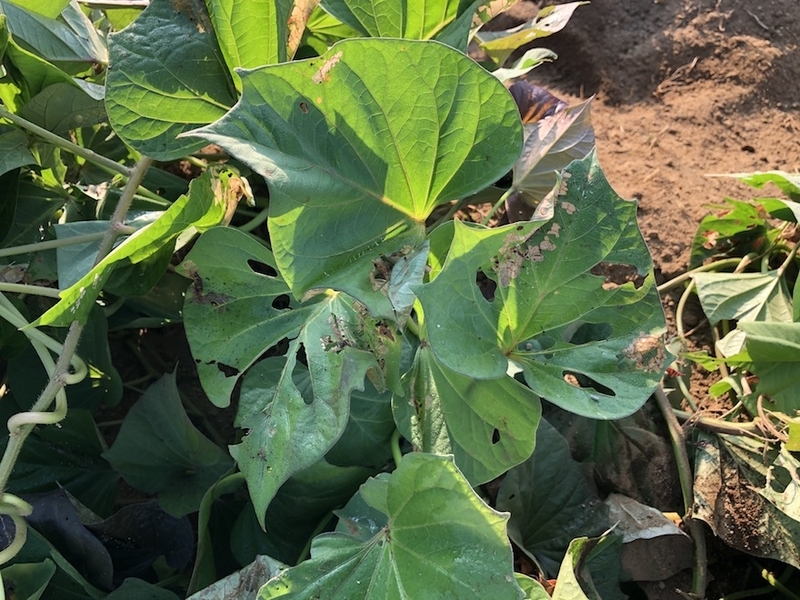 f:id:sk6960:20200820075830j:plain