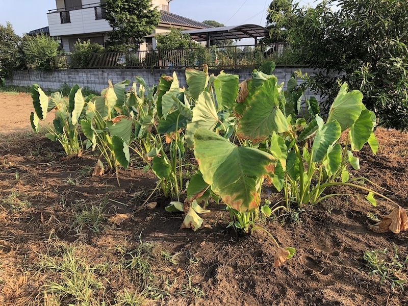 f:id:sk6960:20200821100700j:plain