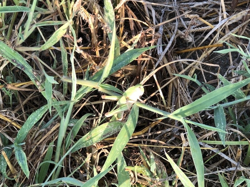 f:id:sk6960:20200821100708j:plain