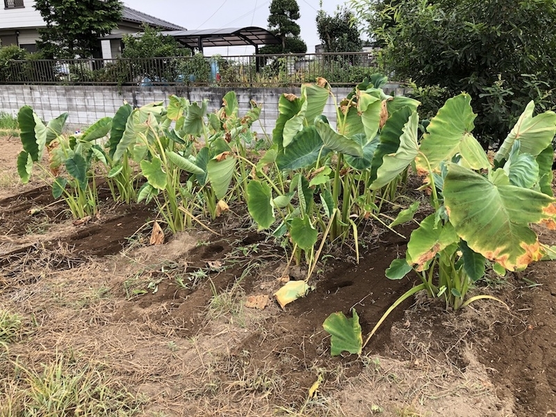 f:id:sk6960:20200823080832j:plain