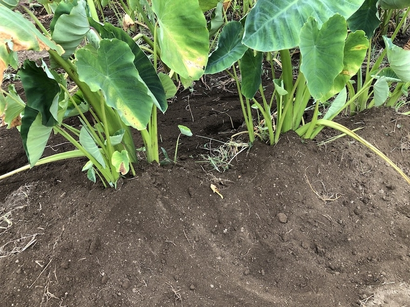 f:id:sk6960:20200823080840j:plain