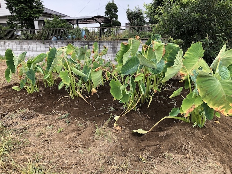 f:id:sk6960:20200823080845j:plain