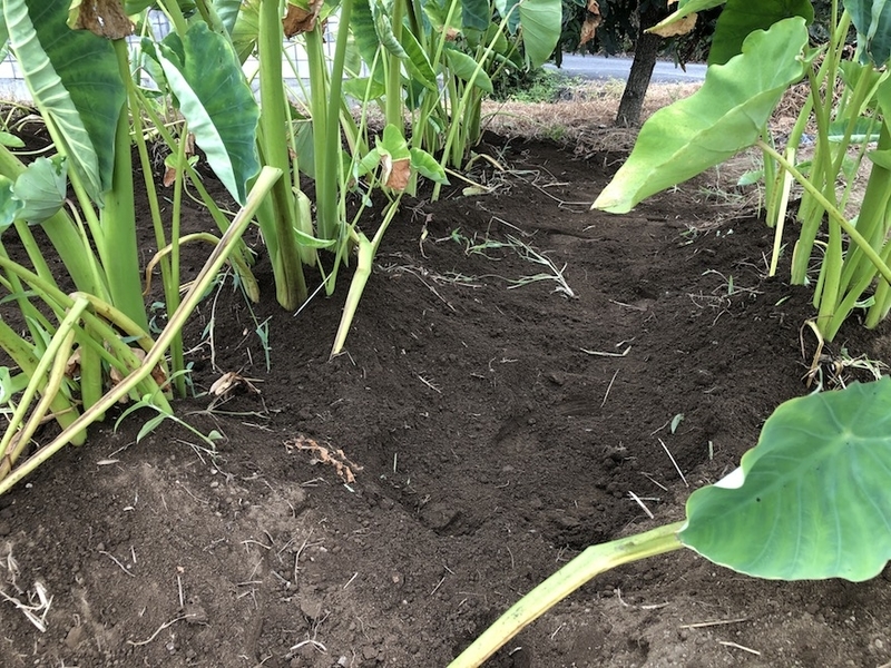 f:id:sk6960:20200823080849j:plain