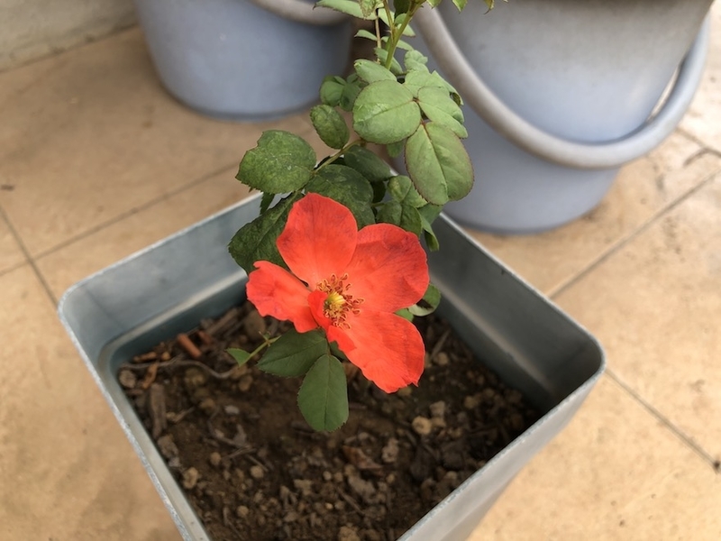 f:id:sk6960:20200823080919j:plain