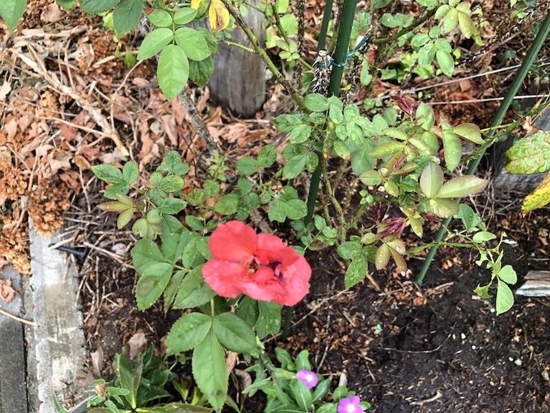 f:id:sk6960:20200823080932j:plain