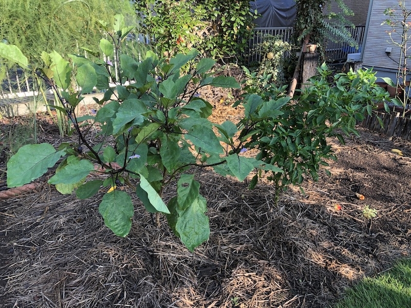 f:id:sk6960:20200828070702j:plain