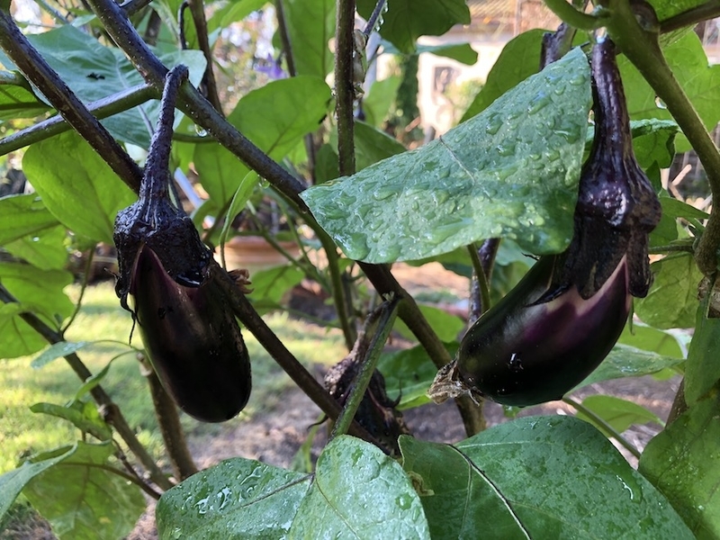 f:id:sk6960:20200828070708j:plain