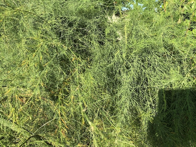 f:id:sk6960:20200828070722j:plain