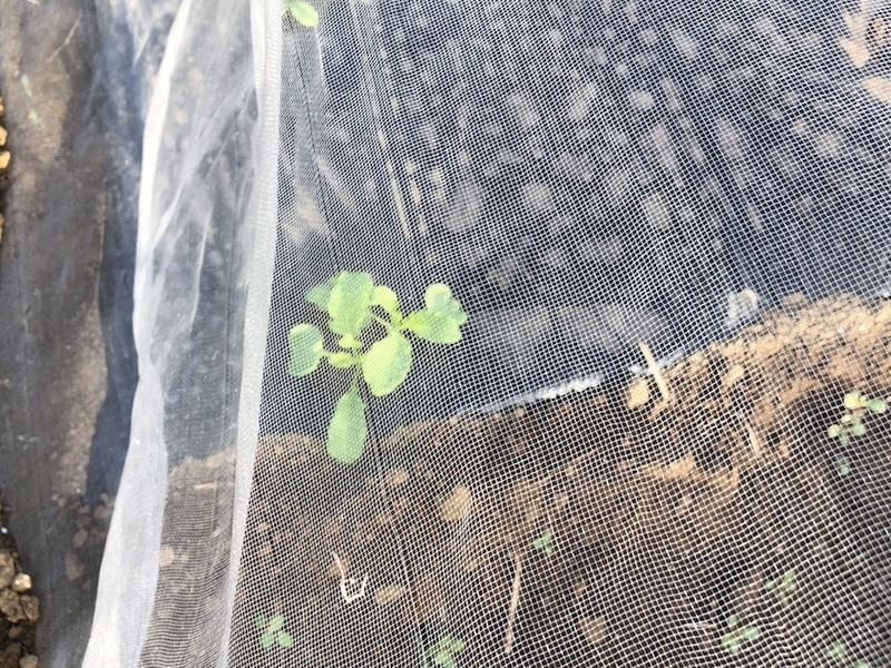 f:id:sk6960:20200904085243j:plain