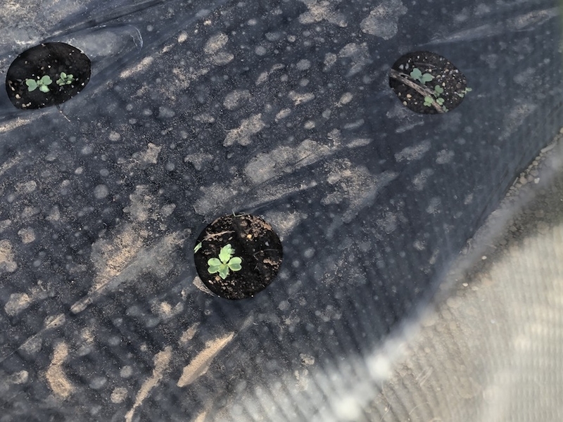 f:id:sk6960:20200904085255j:plain