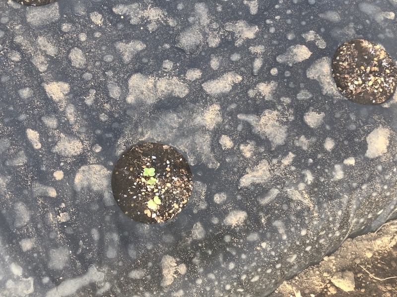 f:id:sk6960:20200904085258j:plain