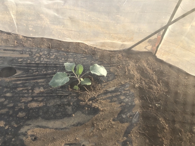 f:id:sk6960:20200904085306j:plain