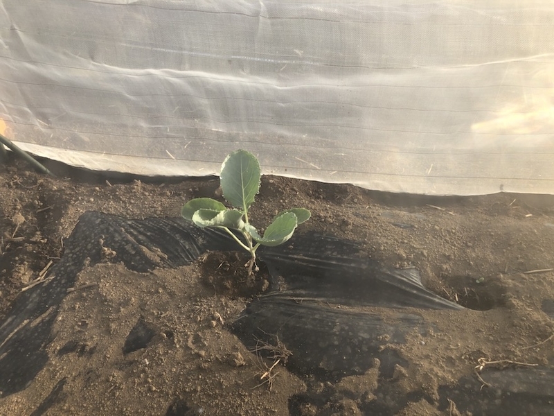 f:id:sk6960:20200904085310j:plain