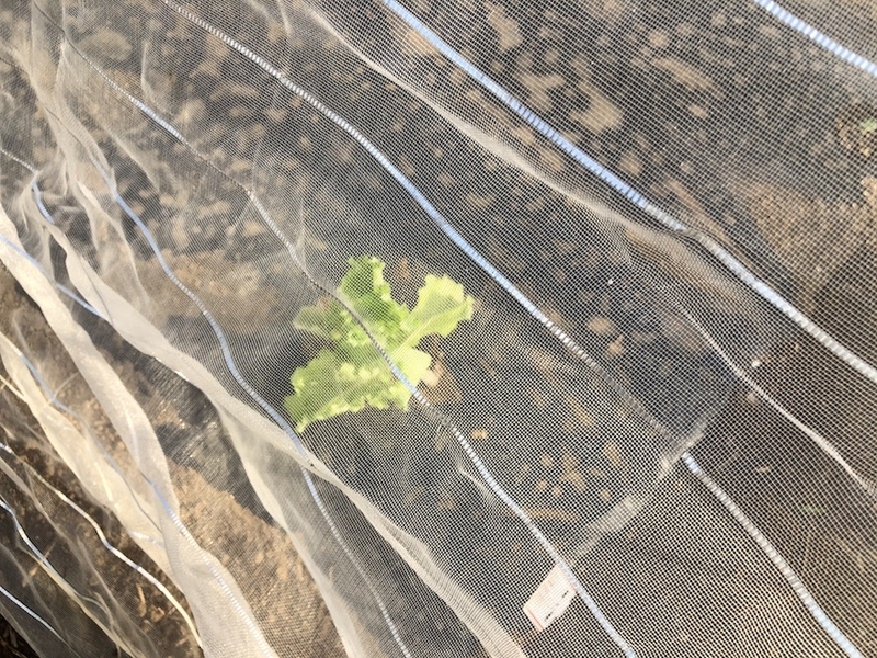 f:id:sk6960:20200904085319j:plain