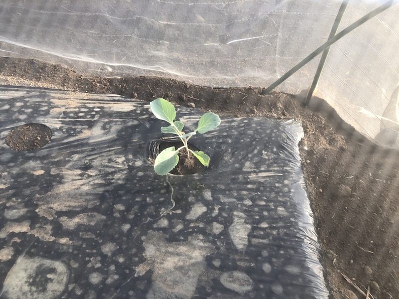 f:id:sk6960:20200904085354j:plain