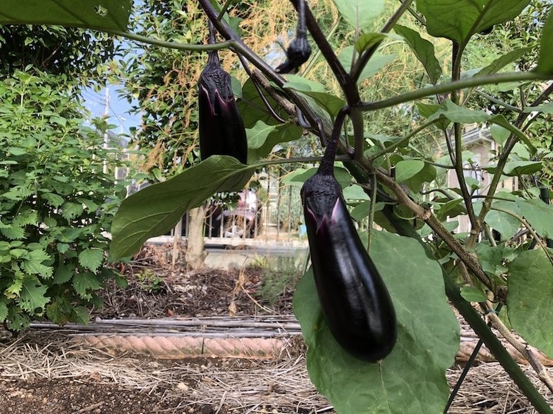 f:id:sk6960:20200904085407j:plain