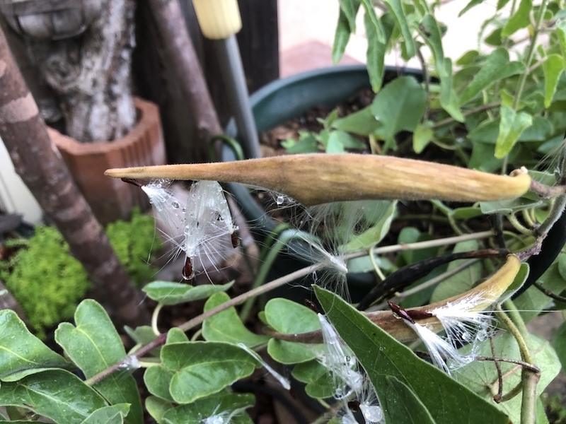 f:id:sk6960:20200915085344j:plain