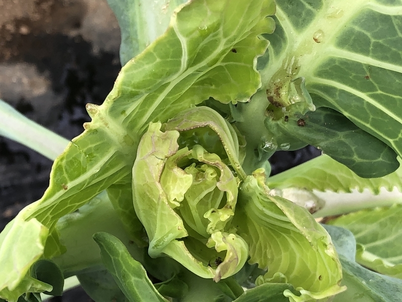 キャベツ の異変 リアル 自称週末ファーマーの菜園ブログ