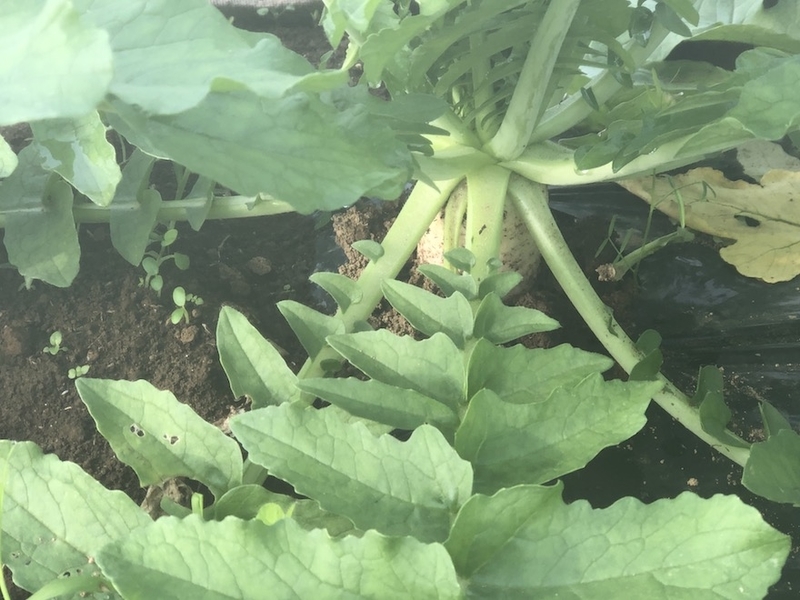 f:id:sk6960:20201005115512j:plain