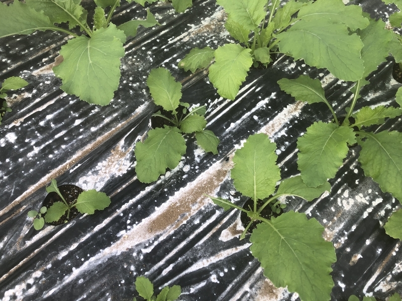 f:id:sk6960:20201005115525j:plain