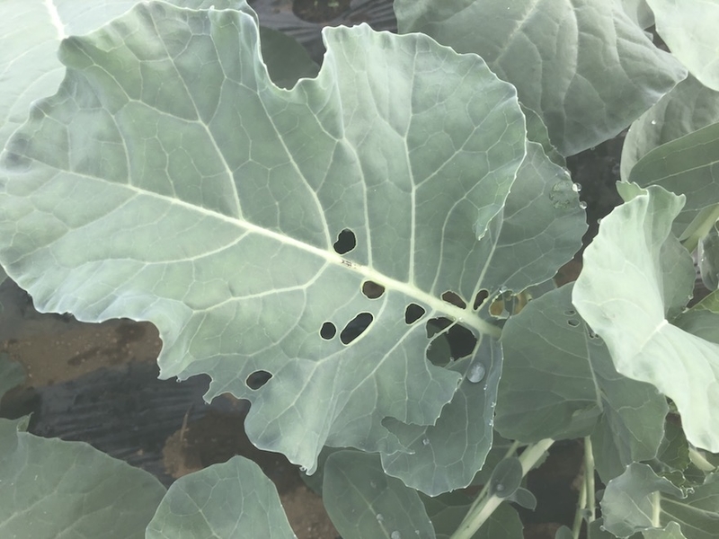 f:id:sk6960:20201005115541j:plain