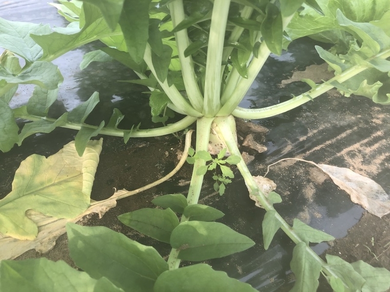 f:id:sk6960:20201005115611j:plain