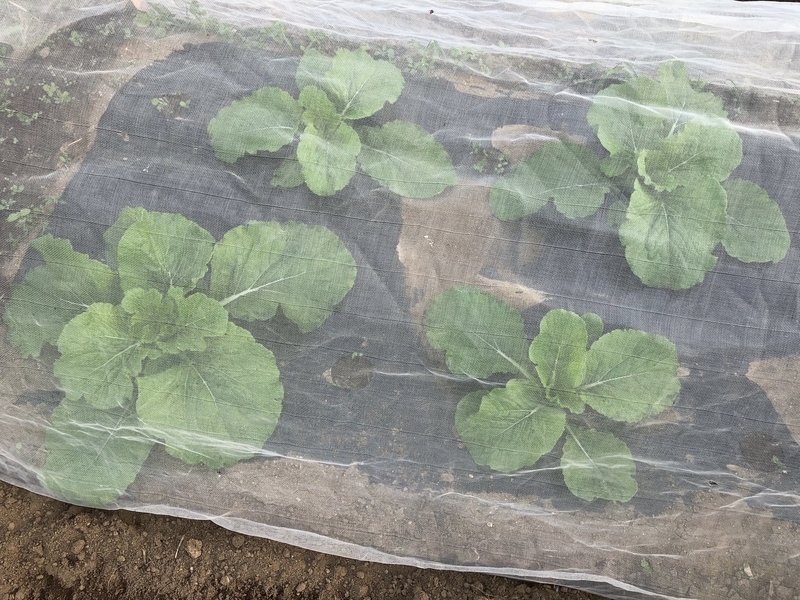 f:id:sk6960:20201005121119j:plain