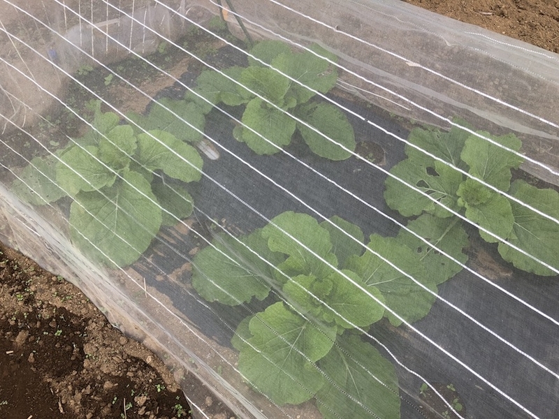 f:id:sk6960:20201005121133j:plain