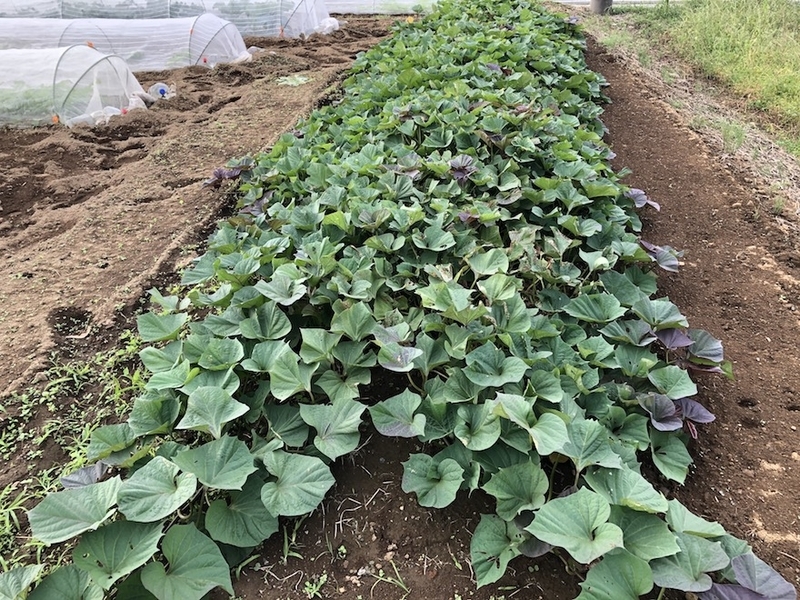 f:id:sk6960:20201005121138j:plain