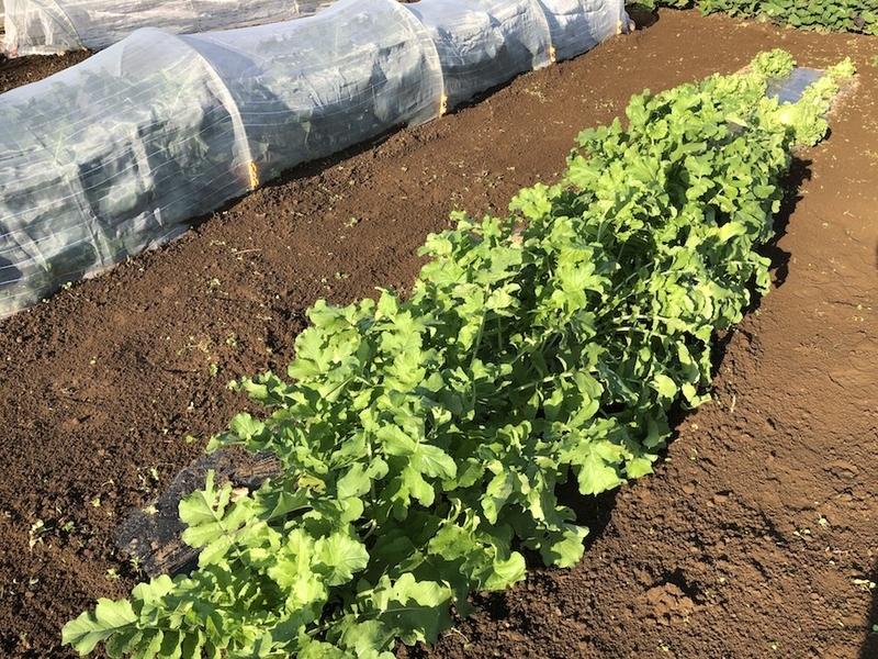 f:id:sk6960:20201021091031j:plain