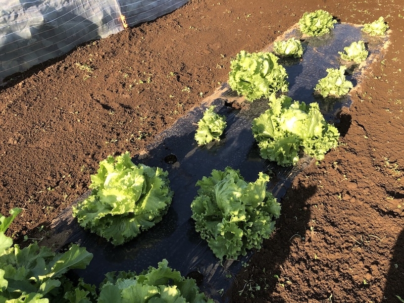 f:id:sk6960:20201021091035j:plain