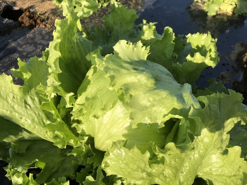 f:id:sk6960:20201021091039j:plain