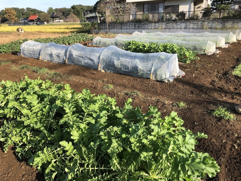 f:id:sk6960:20201021091054j:plain