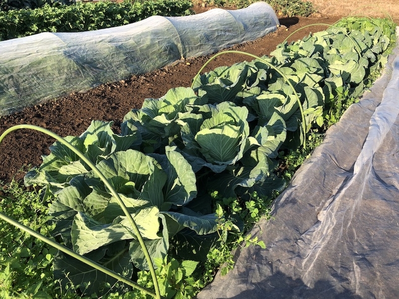 f:id:sk6960:20201029083541j:plain