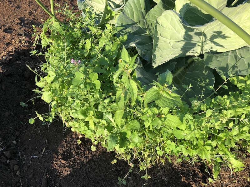 f:id:sk6960:20201029083547j:plain