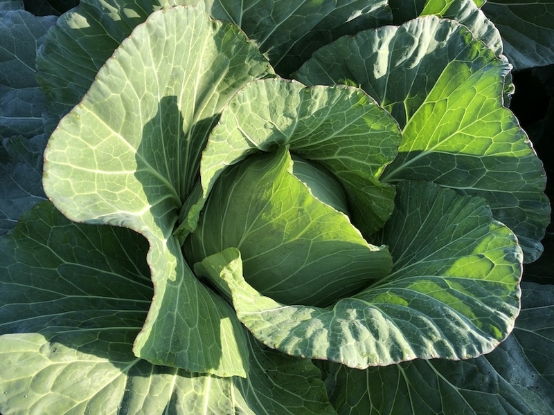 f:id:sk6960:20201029083552j:plain