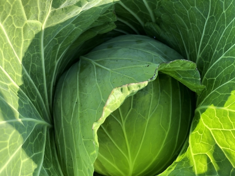 f:id:sk6960:20201029083555j:plain