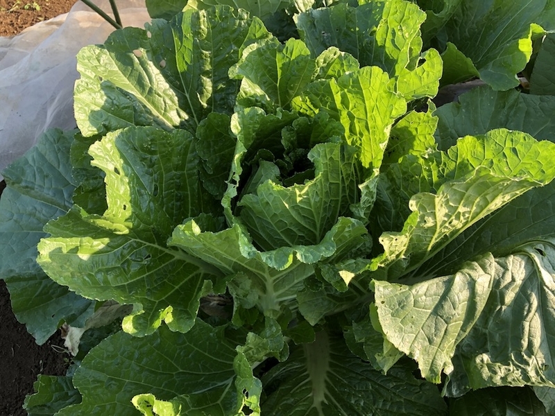 f:id:sk6960:20201029083559j:plain