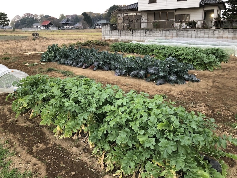 f:id:sk6960:20201120095722j:plain