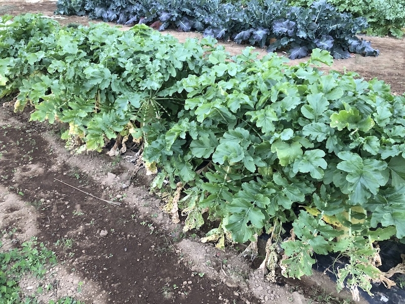 f:id:sk6960:20201120095726j:plain