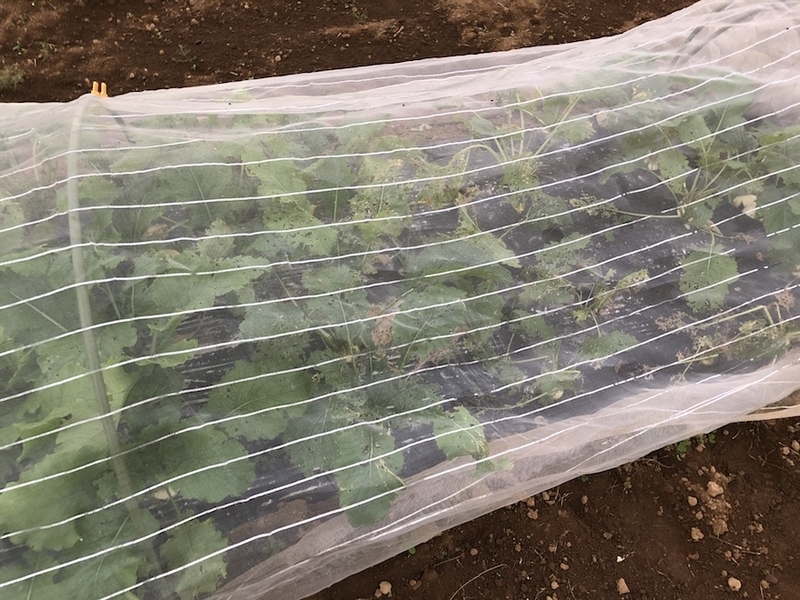 f:id:sk6960:20201120095740j:plain