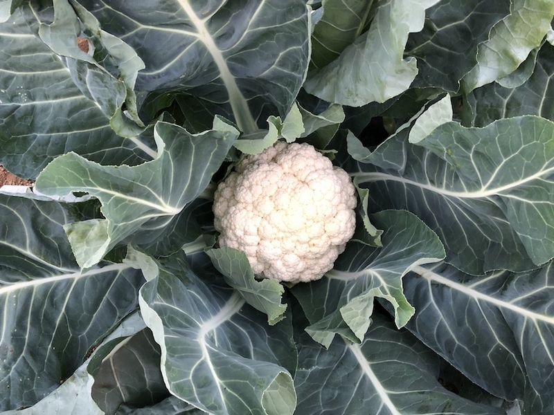 f:id:sk6960:20201120095749j:plain