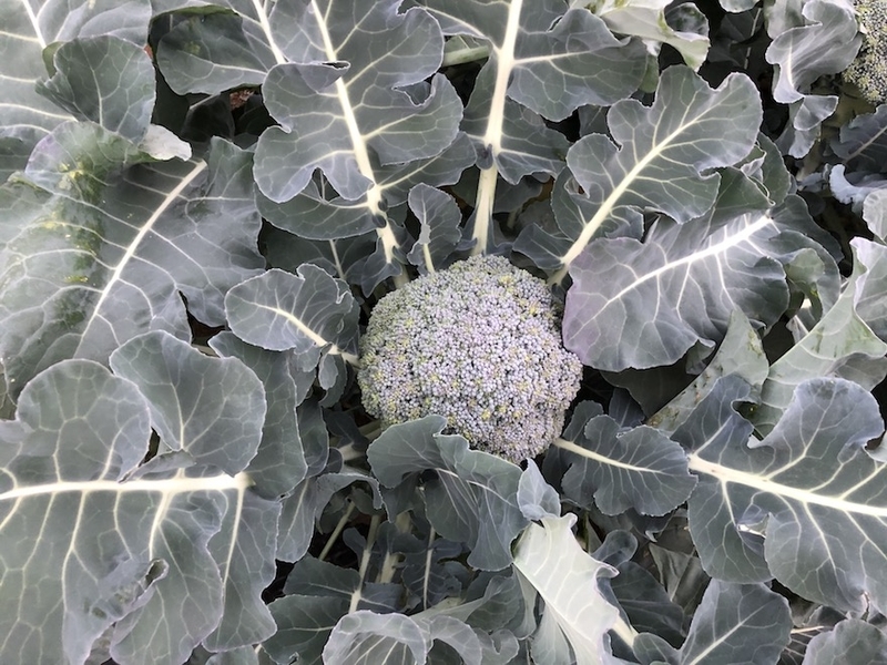 f:id:sk6960:20201120095757j:plain